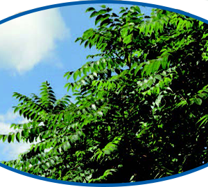 Abbildung von einem NEEM-Baum