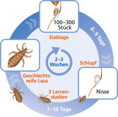 Lebenszyklus einer Kopflaus schematisch dargestellt