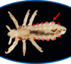 Kopflaus vergrößert